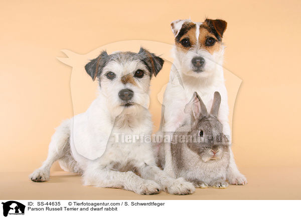 Parson Russell Terrier und Kaninchen / Parson Russell Terrier and dwarf rabbit / SS-44635