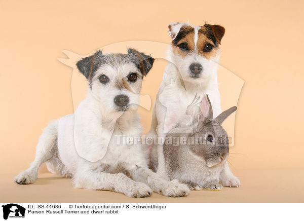 Parson Russell Terrier und Kaninchen / Parson Russell Terrier and dwarf rabbit / SS-44636