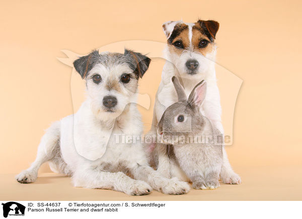 Parson Russell Terrier und Kaninchen / Parson Russell Terrier and dwarf rabbit / SS-44637