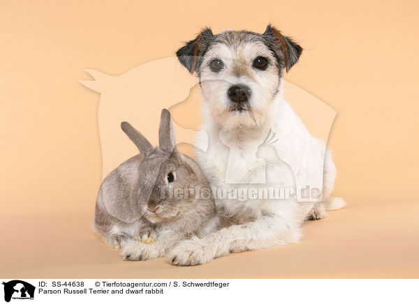 Parson Russell Terrier und Kaninchen / Parson Russell Terrier and dwarf rabbit / SS-44638
