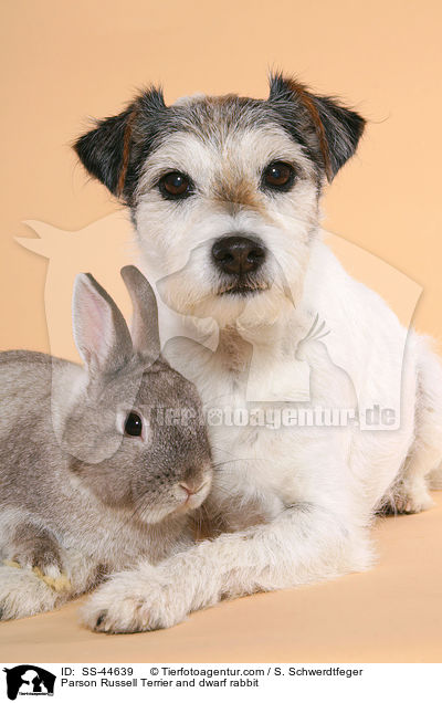 Parson Russell Terrier und Kaninchen / Parson Russell Terrier and dwarf rabbit / SS-44639