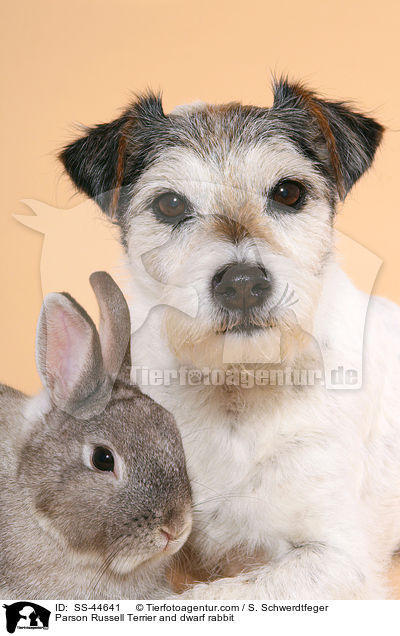 Parson Russell Terrier und Kaninchen / Parson Russell Terrier and dwarf rabbit / SS-44641