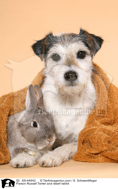 Parson Russell Terrier und Kaninchen / Parson Russell Terrier and dwarf rabbit / SS-44642