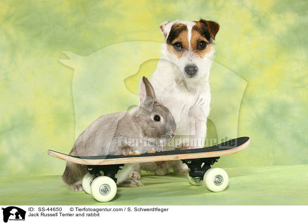 Parson Russell Terrier und Kaninchen / Parson Russell Terrier and rabbit / SS-44650