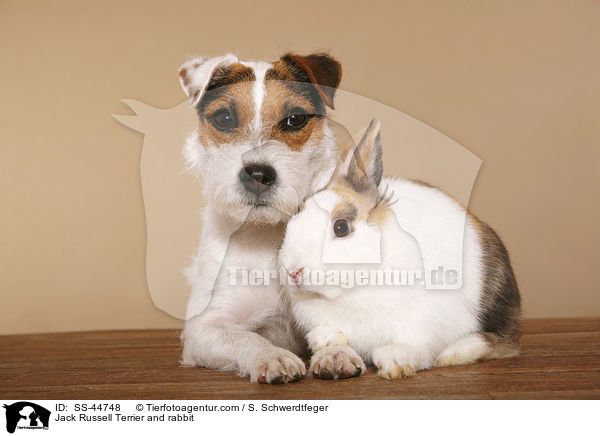 Parson Russell Terrier und Kaninchen / Parson Russell Terrier and rabbit / SS-44748