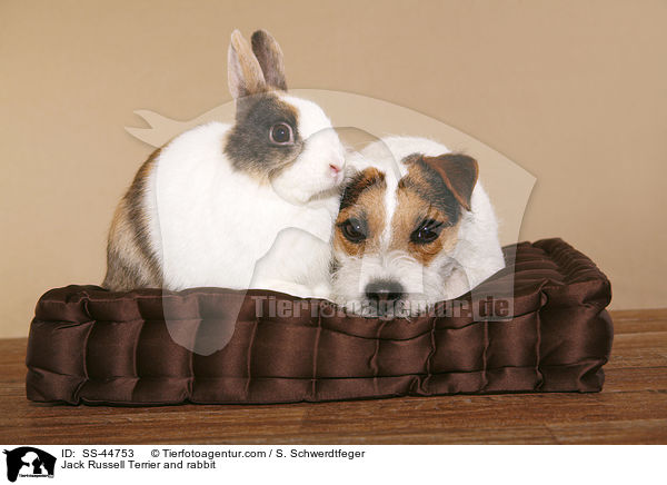 Parson Russell Terrier und Kaninchen / Parson Russell Terrier and rabbit / SS-44753