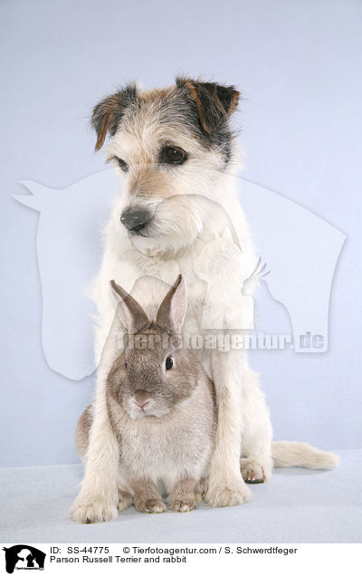 Parson Russell Terrier and rabbit / SS-44775