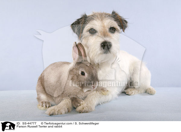 Parson Russell Terrier and rabbit / SS-44777