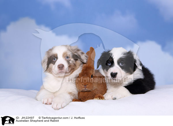 Australian Shepherd and Rabbit / JH-22497