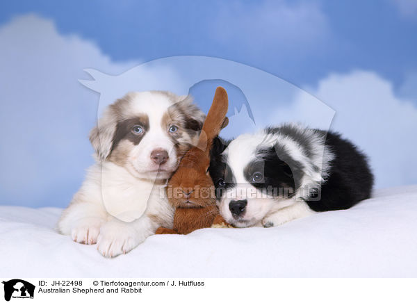 Australian Shepherd and Rabbit / JH-22498