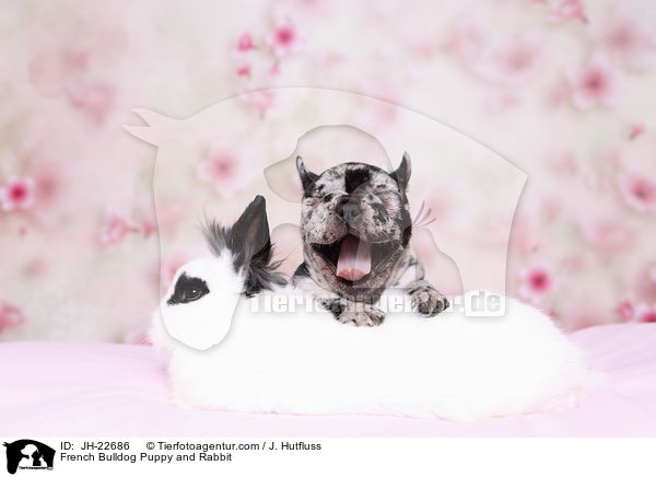 French Bulldog Puppy and Rabbit / JH-22686