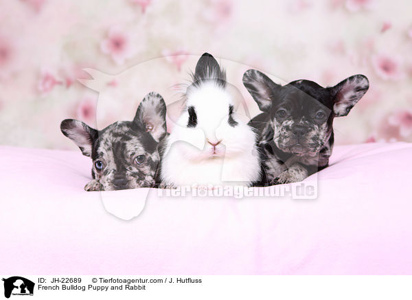 French Bulldog Puppy and Rabbit / JH-22689