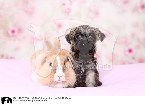 Cairn Terrier Welpe und Kaninchen / Cairn Terrier Puppy and rabbit / JH-23260