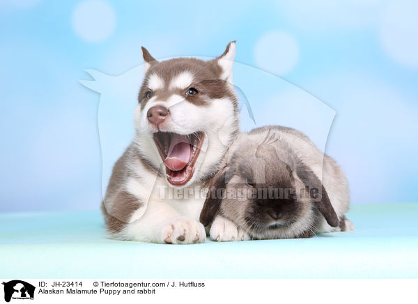 Alaskan Malamute Welpe und Kaninchen / Alaskan Malamute Puppy and rabbit / JH-23414