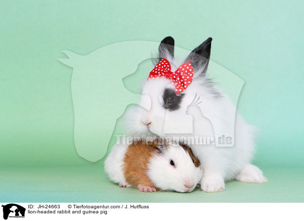 Lwenkpfchen und Meerschweinchen / lion-headed rabbit and guinea pig / JH-24663