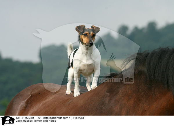 Jack Russell Terrier and horse / IP-03280