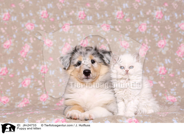 Welpe und Ktzchen / Puppy and kitten / JH-24733