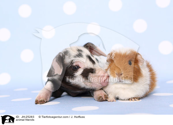 Tierfreundschaft / animal friends / JH-25283