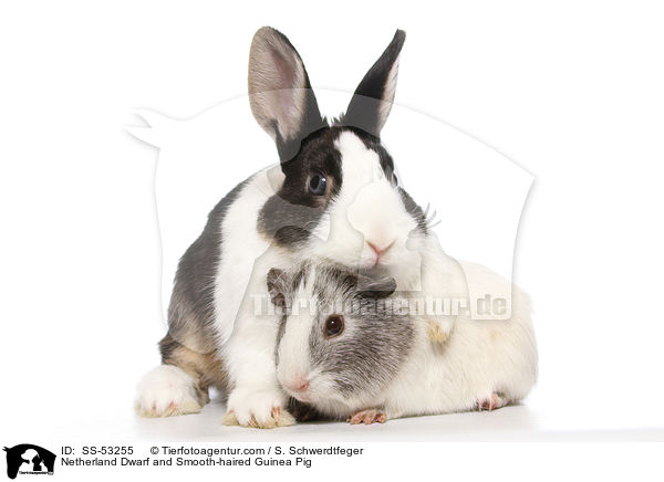 Farbenzwerg und  Glatthaarmeerschweinchen / Netherland Dwarf and Smooth-haired Guinea Pig / SS-53255