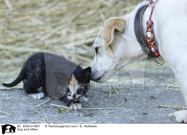 Hund und Ktzchen / dog and kitten / EHO-01661