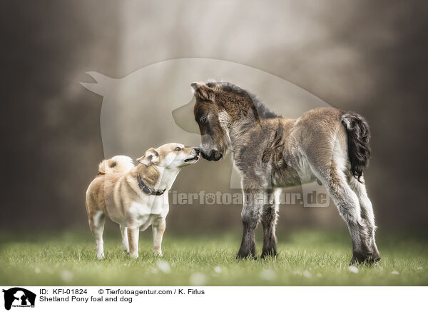 Shetland Pony Fohlen und Hund / Shetland Pony foal and dog / KFI-01824