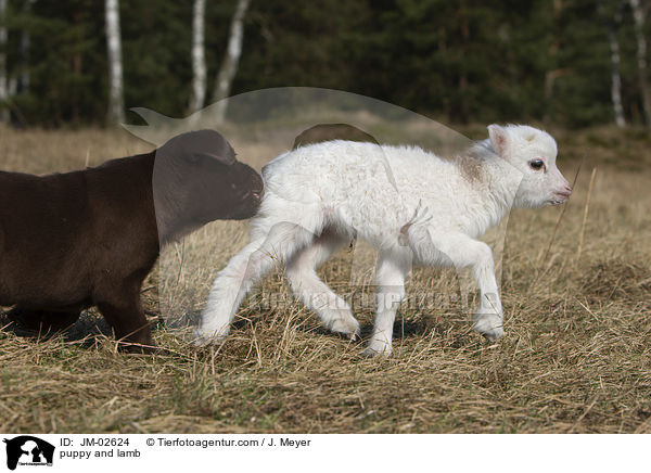 Welpe und Lamm / puppy and lamb / JM-02624