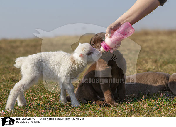 Welpen und Lamm / puppies and lamb / JM-02649