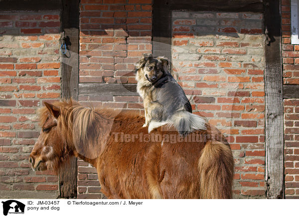 Pony und Hund / pony and dog / JM-03457