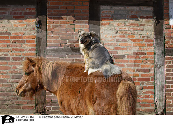 Pony und Hund / pony and dog / JM-03458