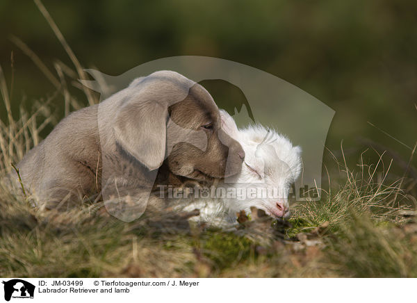 Labrador Retriever und Lamm / Labrador Retriever and lamb / JM-03499