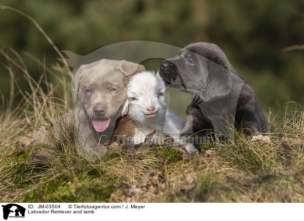 Labrador Retriever und Lamm / Labrador Retriever and lamb / JM-03504