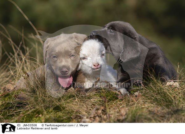 Labrador Retriever und Lamm / Labrador Retriever and lamb / JM-03506