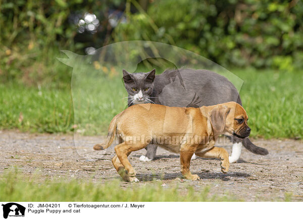 Puggle Puppy and cat / JM-04201