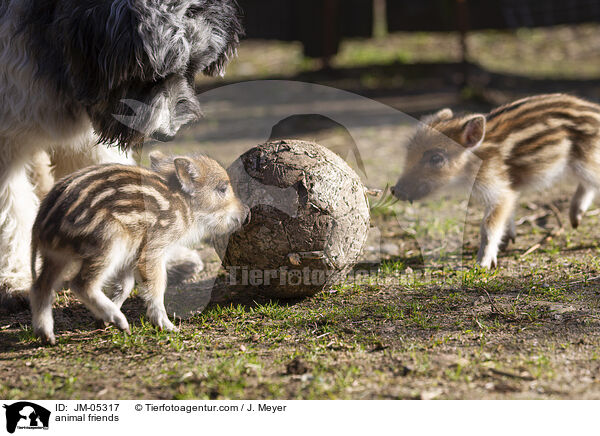 Tierfreundschaft / animal friends / JM-05317