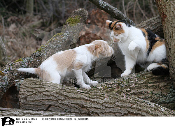 Hund und Katze / dog and cat / BES-01838