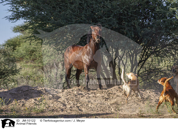 Tierreunde / Animal Friends / JM-10122