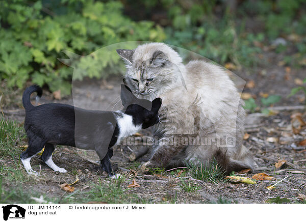 Hund und Katze / dog and cat / JM-14144