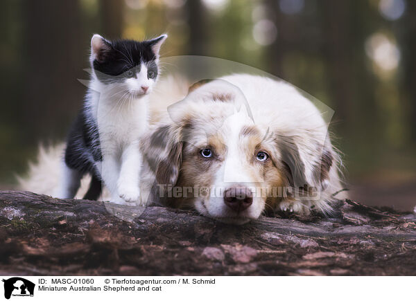 Miniature Australian Shepherd und Katze / Miniature Australian Shepherd and cat / MASC-01060