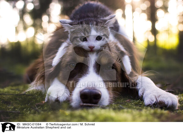 Miniature Australian Shepherd und Katze / Miniature Australian Shepherd and cat / MASC-01084