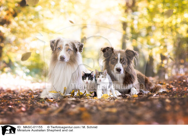 Miniature Australian Shepherd und Katze / Miniature Australian Shepherd and cat / MASC-01155