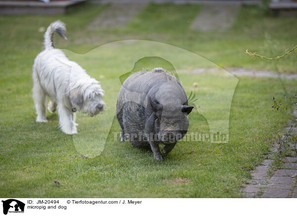 Minischwein und Hund / micropig and dog / JM-20494