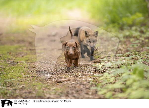 Fuchs und Hund / fox and dog / JM-20807