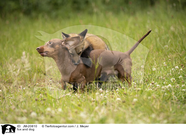 Fuchs und Hund / fox and dog / JM-20810