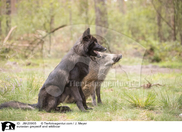 eurasian greywolf and wildboar / JM-20905