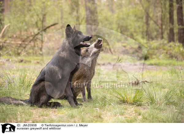 eurasian greywolf and wildboar / JM-20906