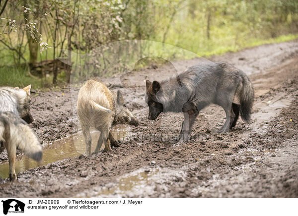 Eurasischer Grauwolf und Wildschwein / eurasian greywolf and wildboar / JM-20909