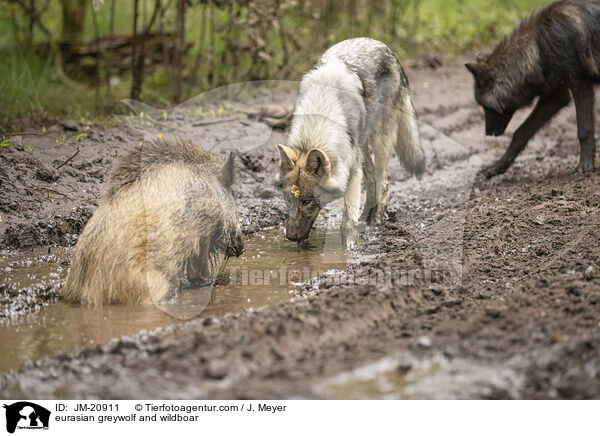 Eurasischer Grauwolf und Wildschwein / eurasian greywolf and wildboar / JM-20911