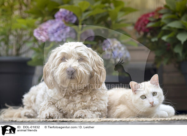 Tierfreundschaft / animal friends / DOL-01832