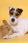 dog and rabbit