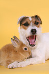 dog and rabbit